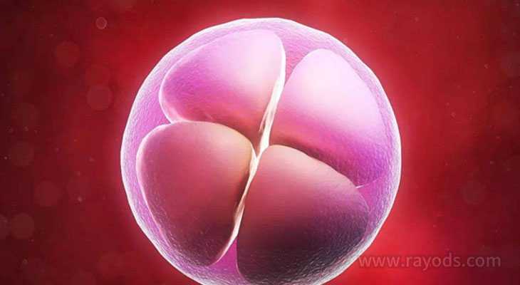 怀孕七周胚芽8mm香港验血,人工受精双胞胎一次多少钱？人工授精备孕须知!